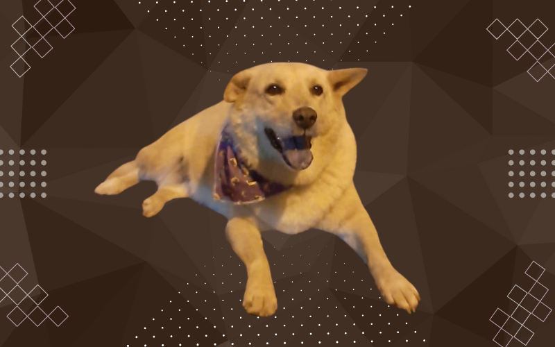 'Encontro de Caramelos' em Criciúma