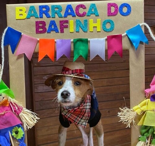 Julipet traz casamento jeca, brindes e festa julina para cães