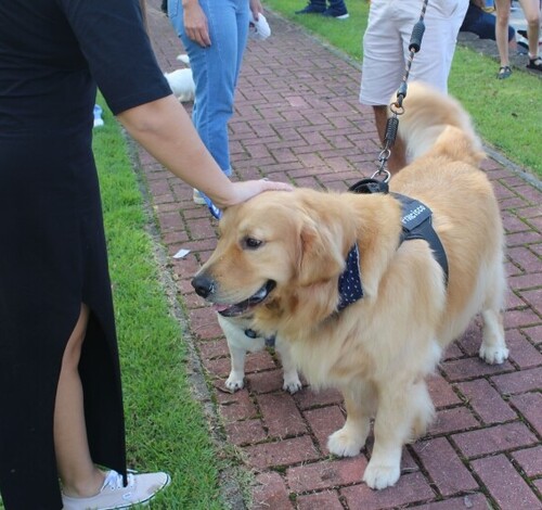 Neste fim de semana tem a 4ª edição do Pet Days no Farol Shopping