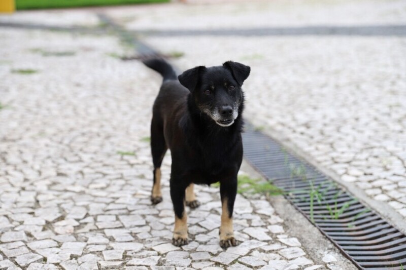 Nubea promove Feira de Adoção de Cães e Gatos em Criciúma