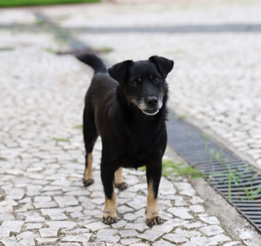 Nubea promove Feira de Adoção de Cães e Gatos em Criciúma