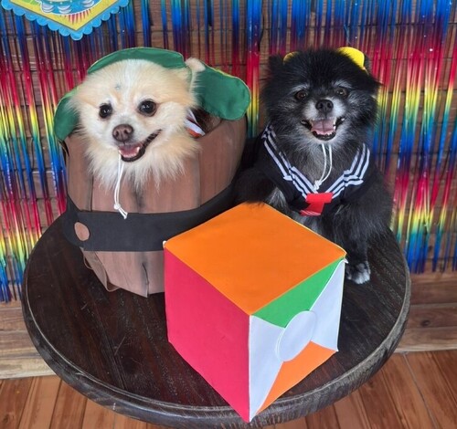 Carnapet traz desfile e concurso de fantasias ao Nações Shopping