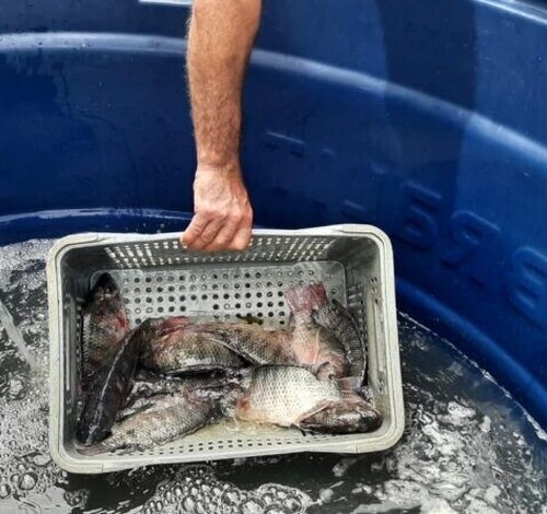 Quaresma: Feira do Peixe Vivo de Içara inicia nesta sexta-feira