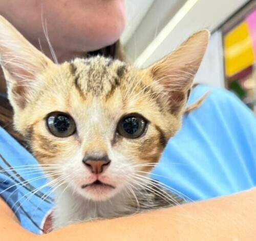ONG Quero Adotar promove feira de adoção de gatos em Criciúma