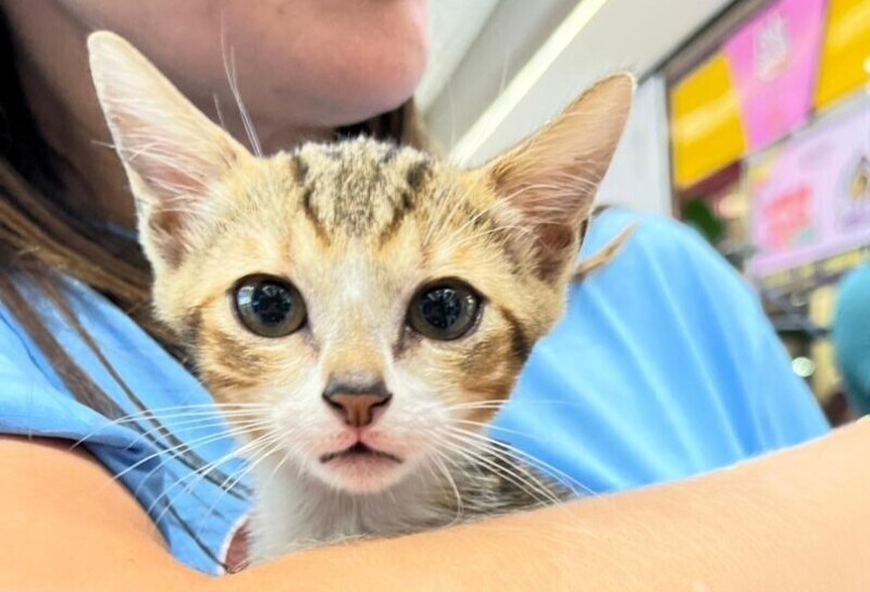 ONG Quero Adotar promove feira de adoção de gatos em Criciúma