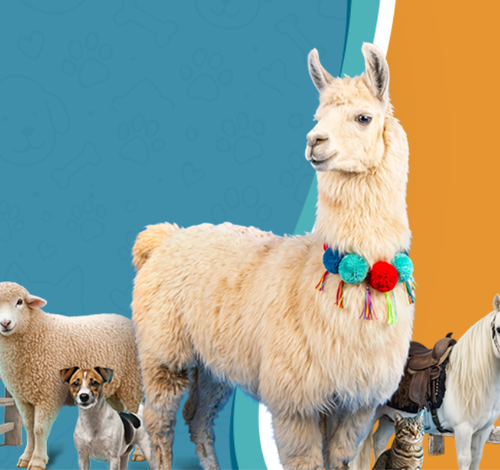 Pet Days 2026 em Tubarão terá Lhama Rodolfo, fazendinha e atividades gratuitas; confira programação