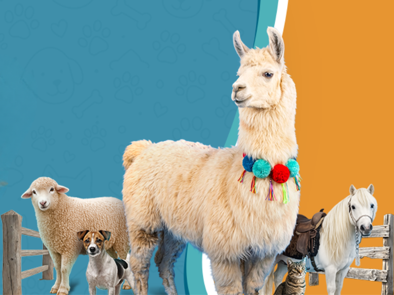 Pet Days 2026 em Tubarão terá Lhama Rodolfo, fazendinha e atividades gratuitas; confira programação