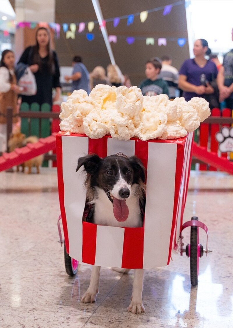JuliPet oferece programação gratuita para cães e tutores em Criciúma