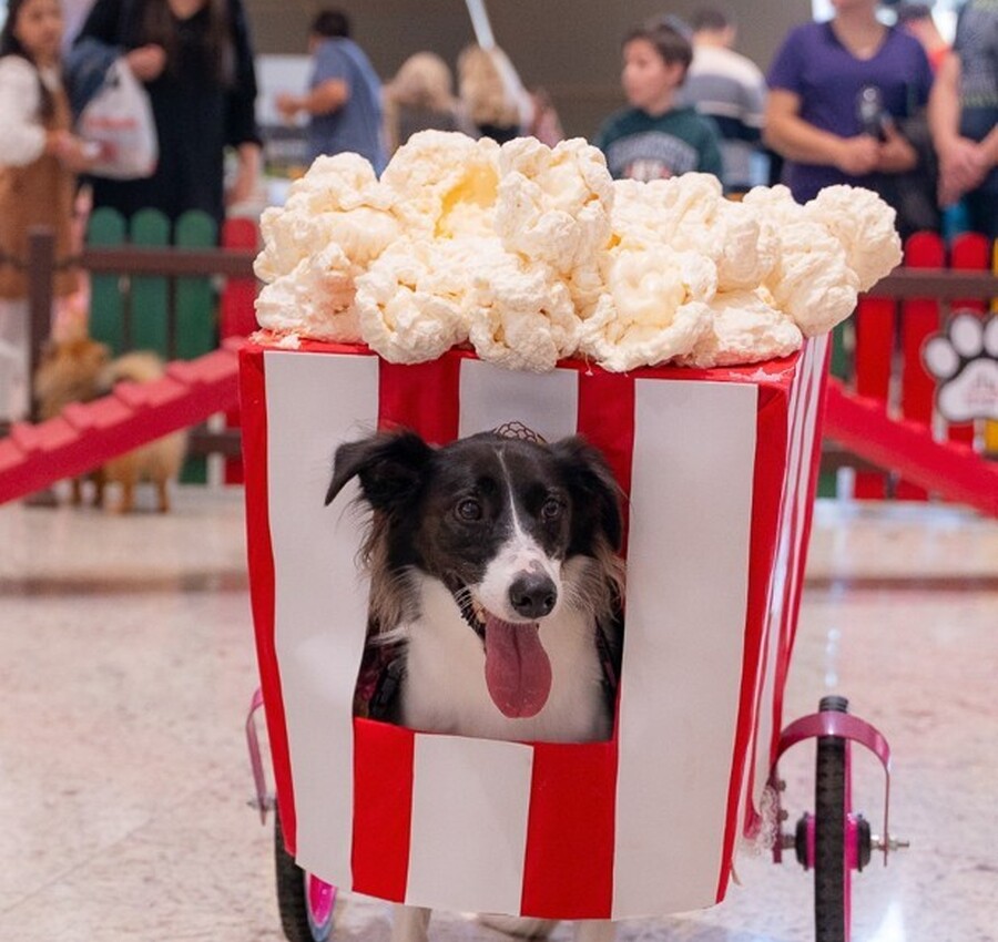 JuliPet oferece programação gratuita para cães e tutores em Criciúma