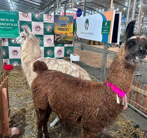 Feira AgroPonte 2026 começa nesta quarta-feira em Criciúma: confira horários, ingressos e atrações