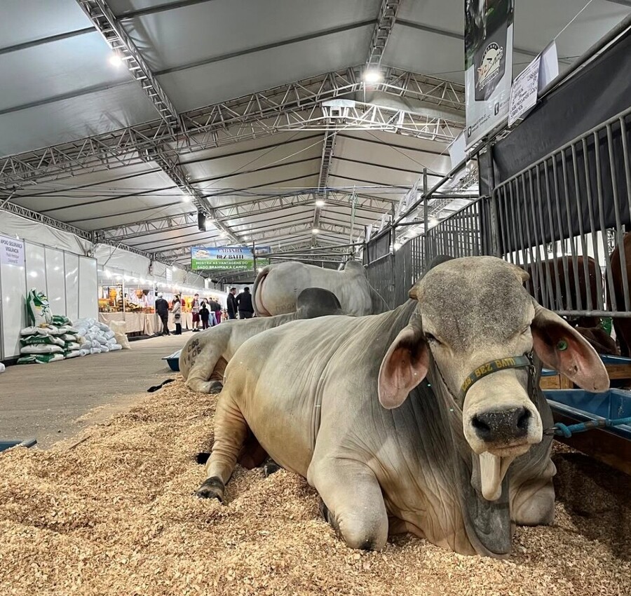 Feira AgroPonte 2026 começa nesta quarta-feira em Criciúma: confira horários, ingressos e atrações