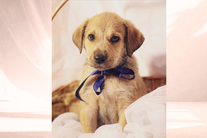 Causa animal: ONG Mapa promove almoço beneficente em Nova Veneza; ingressos estão à venda