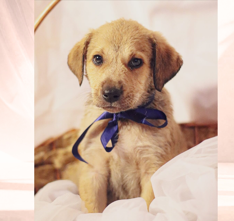 Causa animal: ONG Mapa promove almoço beneficente em Nova Veneza; ingressos estão à venda