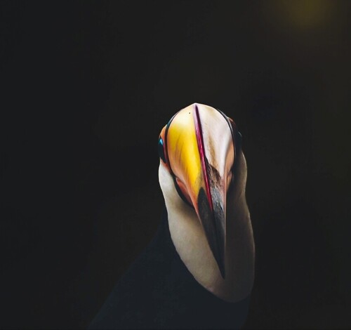 “O Lápis da Natureza”: exposição internacional celebra os 200 anos da fotografia em Florianópolis