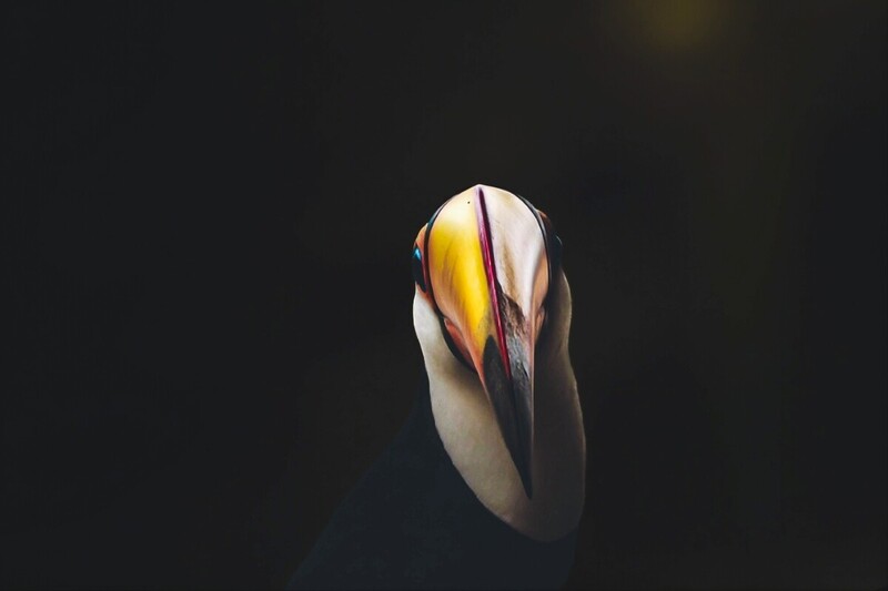 “O Lápis da Natureza”: exposição internacional celebra os 200 anos da fotografia em Florianópolis