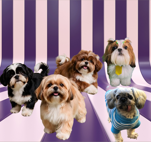 Encontro de Lhasa Apso e Shih Tzu reúne cães e tutores em Criciúma