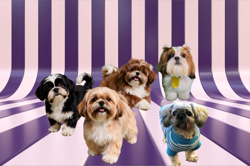 Encontro de Lhasa Apso e Shih Tzu reúne cães e tutores em Criciúma