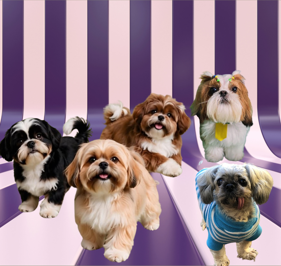 Encontro de Lhasa Apso e Shih Tzu reúne cães e tutores em Criciúma