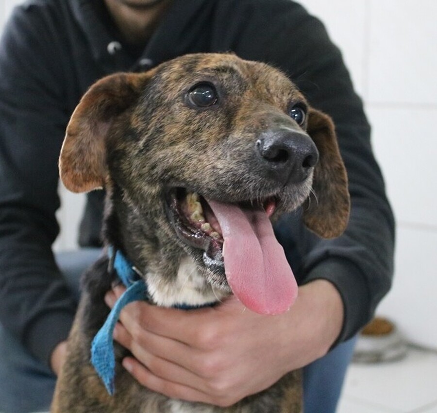 Feira de Adoção para cães idosos e com deficiência na Praça do Congresso