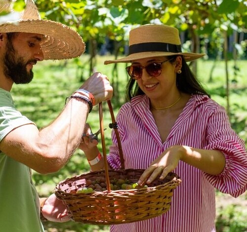 Lançamento da 17ª Vindima Vales da Uva Goethe em Urussanga