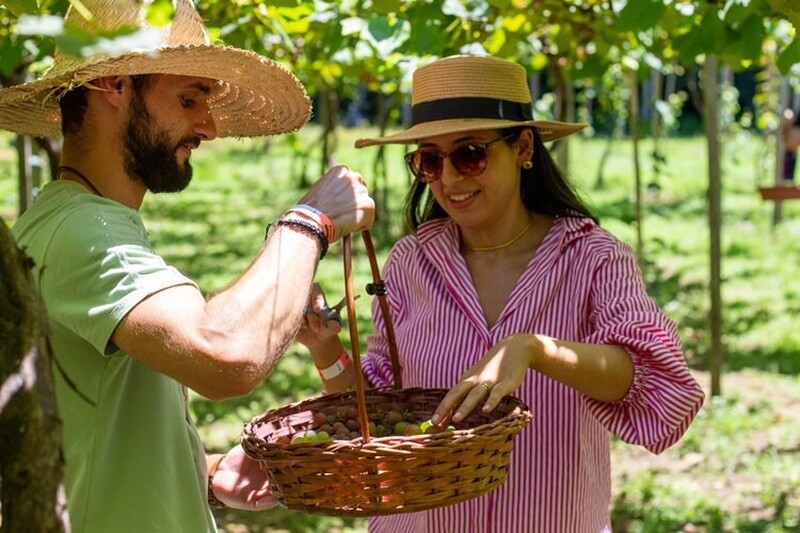 Lançamento da 17ª Vindima Vales da Uva Goethe em Urussanga