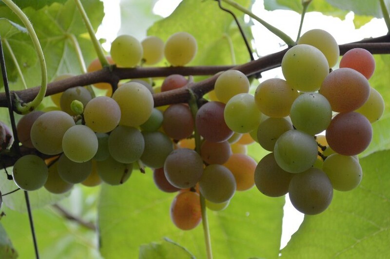 Neste sábado tem lançamento da Vindima Goethe