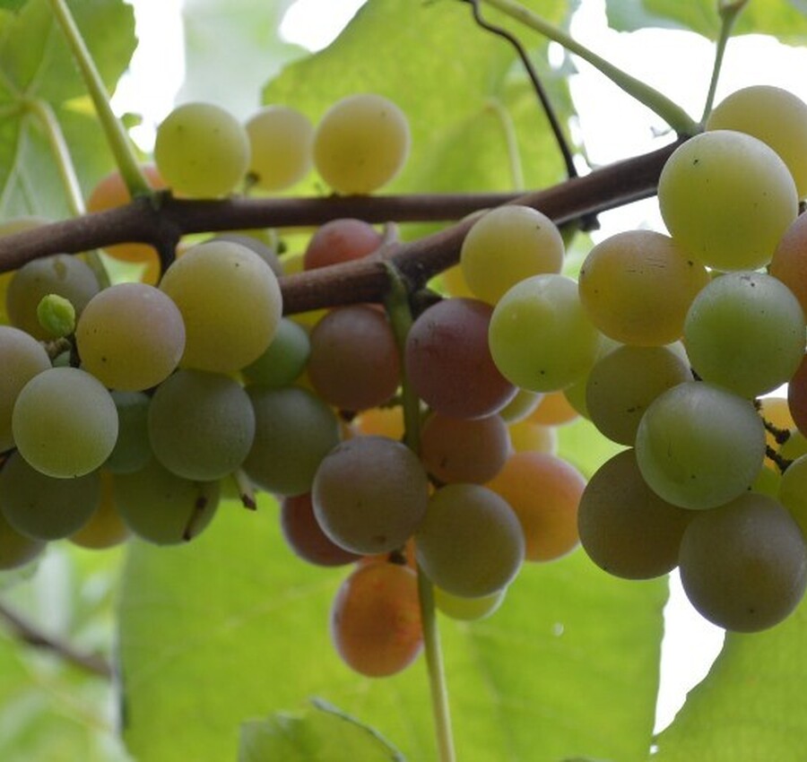 Vindima Goethe: um brinde a colheita da uva e as tradições italianas