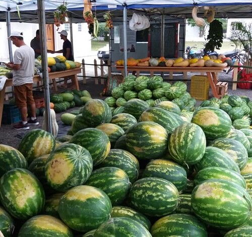 Fim de semana de Festa da Melancia em Içara