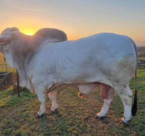 Touro mais pesado do Brasil em exposição na AgroPonte