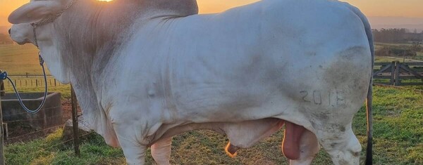 Touro mais pesado do Brasil em exposição na AgroPonte