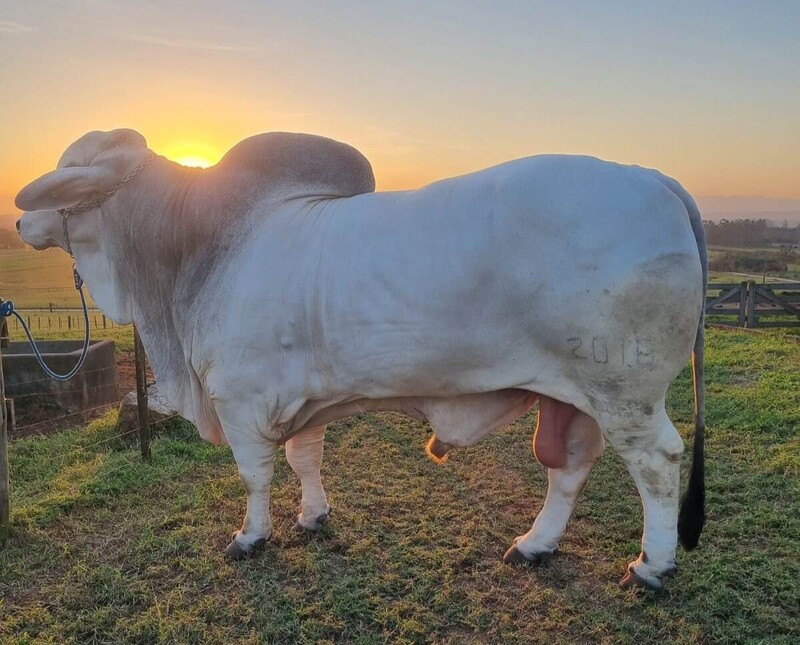 Touro mais pesado do Brasil em exposição na AgroPonte