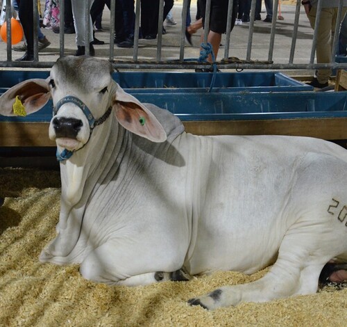 AgroPonte expõe animais e conecta campo à cidade