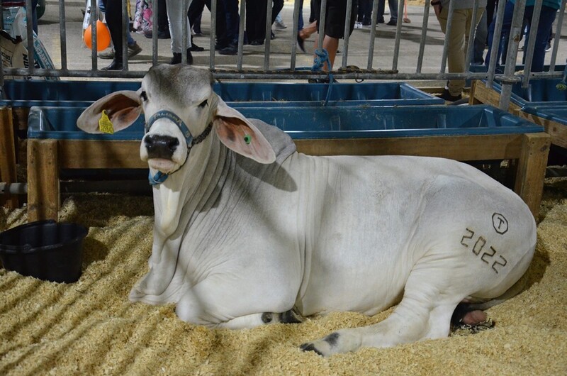 AgroPonte expõe animais e conecta campo à cidade