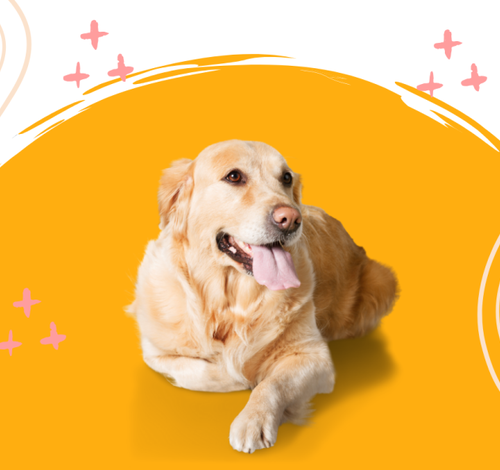 Criciúma recebe ‘Encontro de Goldens’ 