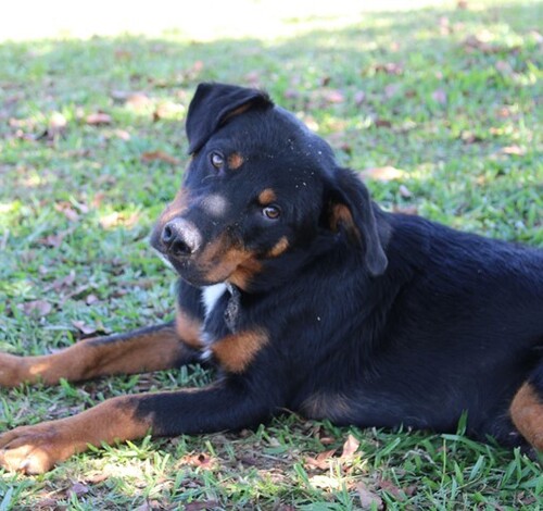 Domingo de Feira de Adoção em Criciúma