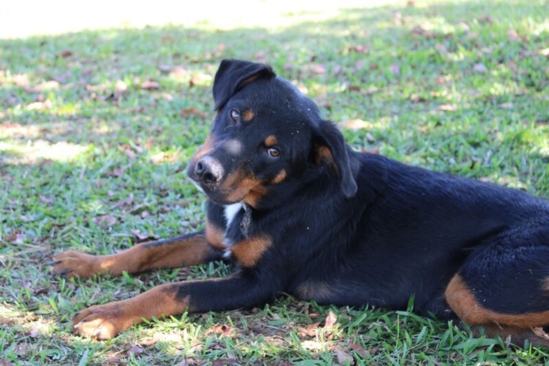 Domingo de Feira de Adoção em Criciúma