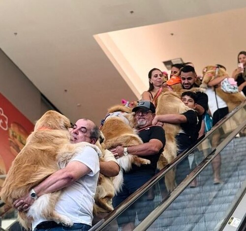 'Encontro de Goldens' reúne mais de 70 cães em Criciúma