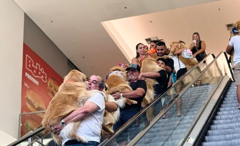 'Encontro de Goldens' reúne mais de 70 cães em Criciúma