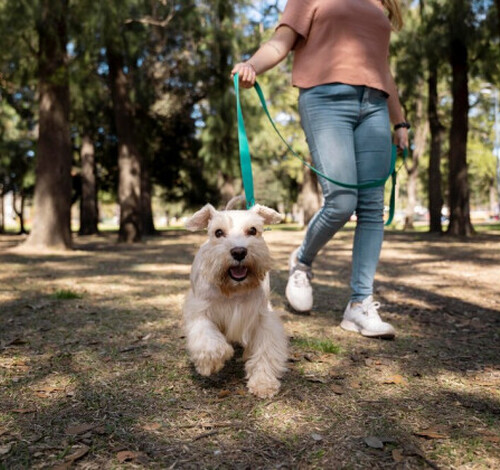 Vem aí a 1ª ‘Cãominhada de Morro da Fumaça’