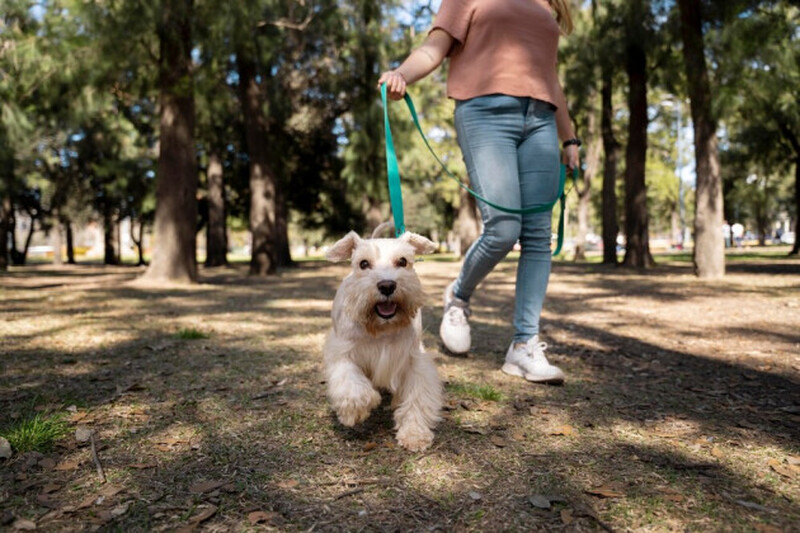 Vem aí a 1ª ‘Cãominhada de Morro da Fumaça’