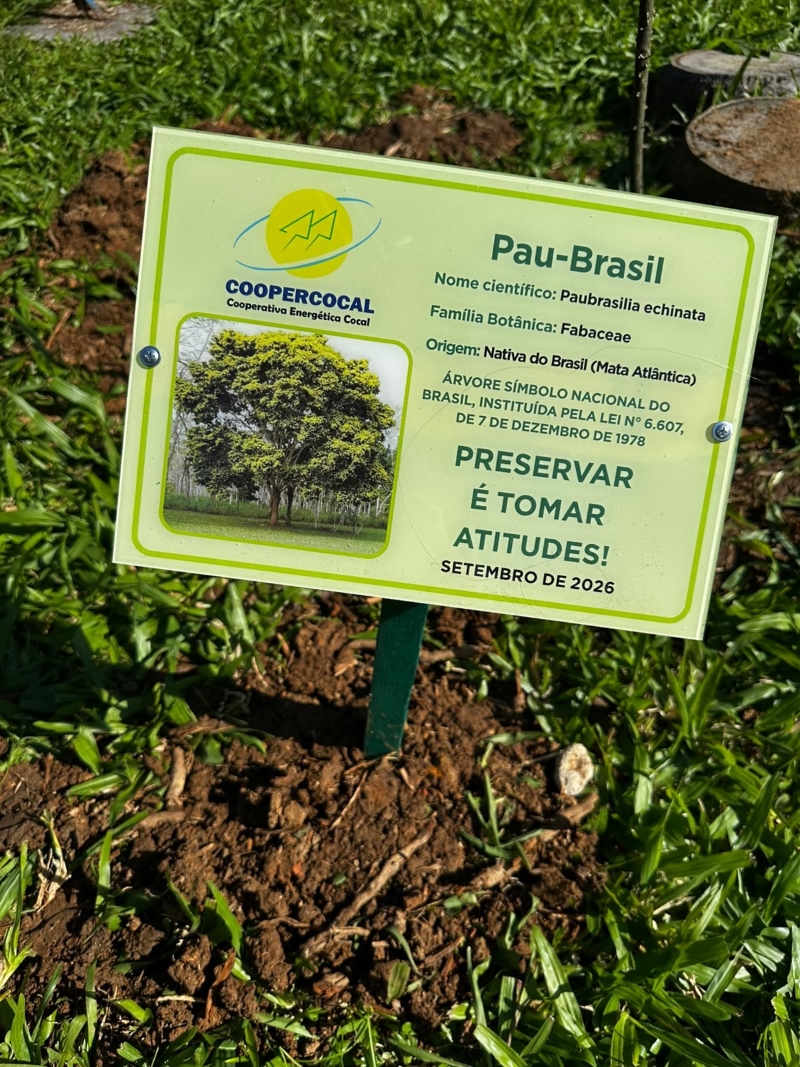 Muda de pau-brasil plantada em gramado